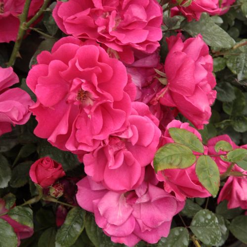 Shop - Rosa Lafayette - rosa - polyantharosen - duftlos - Brent C. Dickerson - Mittelgrüner, breiter Busch mit glänzenden Blättern, geeignet als Beetrose oder Solitair.
